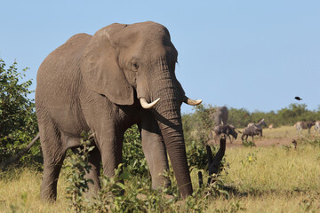 Fototapeta premium Afrikanischer Elefant / African elephant / Loxodonta africana