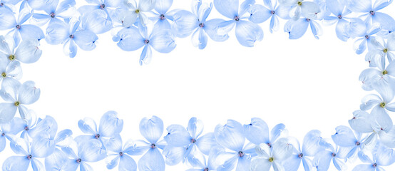 Fototapeta na wymiar Frame of soft blue dogwood flowers isolated on a white background. Festive floral background. Long banner, copy space