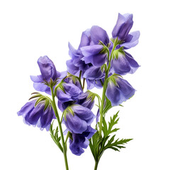 Aconitum flower isolated on transparent background