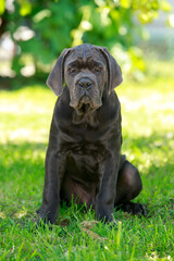 Dog breed Cane Corso Italiano
