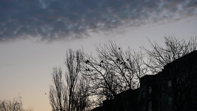 Many crows on branches without leaves during sunset or dawn. Backlit silhouette of birds on large trees against the background of fluffy clouds, blue sky and multi-story buildings.