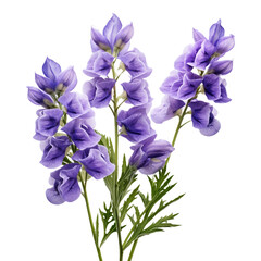 Aconitum flower isolated on transparent background