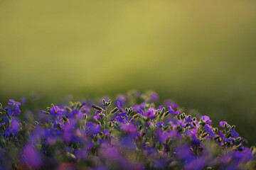 Blue flowers in the garden at sunset, macro photography. - 723766916
