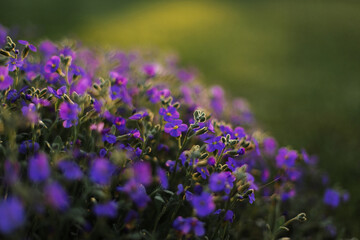 Blue flowers in the garden at sunset, macro photography. - 723766974