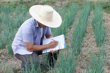 Naklejka na ściany i meble Asian man farmer is inspecting growth and diseases of plants in garden, wears hat and holds paper clipboard. Concept, Agricultural research to develop and control quality of crops for the best product