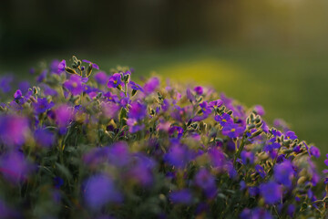 Blue flowers in the garden at sunset, macro photography. - 723767175
