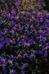 Blue flowers in the garden at sunset, macro photography. - 723767378