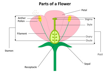 Parts of a flower. Flower structure. - obrazy, fototapety, plakaty