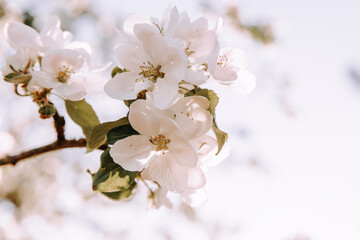 Apple tree blossom at spring. - 723767924