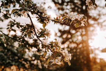 Cherry tree blossom at sunset - 723768120