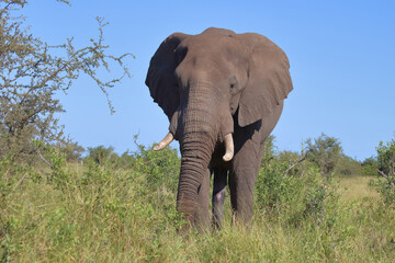 Fototapeta premium Afrikanischer Elefant / African elephant / Loxodonta africana