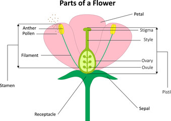 Parts of a flower. Flower structure.