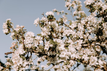 Apple tree blossom at spring. - 723768373