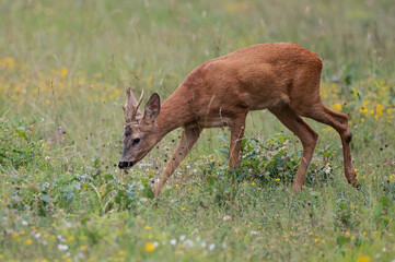 Capreolus capreolus - Roe deer - Chevreuil d'Europe