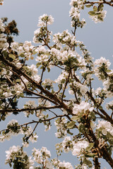 Apple tree blossom at spring. - 723768984
