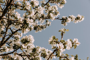 Apple tree blossom at spring. - 723769165