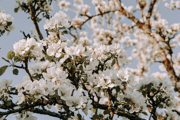 Apple tree blossom at spring. - 723769319