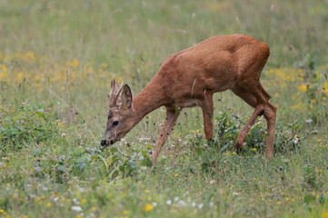 Capreolus capreolus - Roe deer - Chevreuil d'Europe