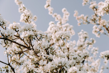 Apple tree blossom at spring. - 723769572