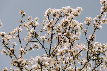 Apple tree blossom at spring. - 723769583
