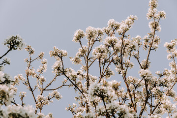 Apple tree blossom at spring. - 723769771