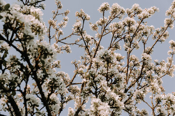 Apple tree blossom at spring. - 723769914