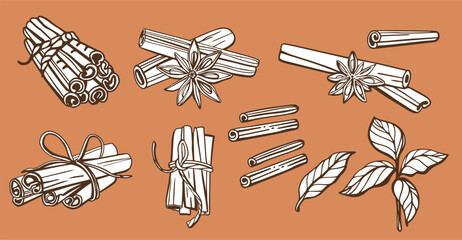 Isolated hand drawn vector set of cinnamon in engraving style. Braun and chocolate colors. Cinnamon sticks and star anise. Style spice and flavor object. Cooking and aromaterapy ingredient.