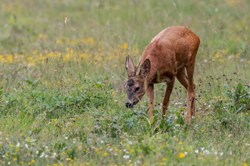 Capreolus capreolus - Roe deer - Chevreuil d'Europe