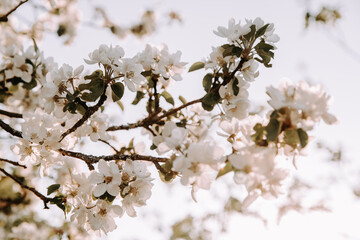 Apple tree blossom at spring. - 723770312