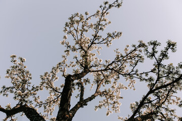 Apple tree blossom at spring. - 723770345