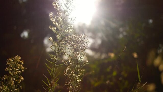 Bright sun light ray n morning sunlight shining on swaying reeds or wild grass field n meadow in tropical summer sunrise sky with nature tropic plant at rural countryside at sunshine day, 4k b-roll