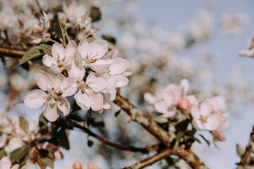 Apple tree blossom at spring - 723770501