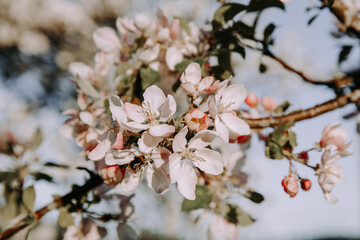 Apple tree blossom at spring - 723770572