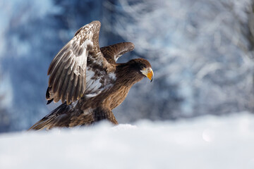Fototapeta premium Young Steller's sea eagle, Haliaeetus pelagicus, perched in snow and flapping wings. Pacific sea eagle in frosty morning. Winter nature. Heaviest eagle in the world. Majestic bird of prey in habitat.
