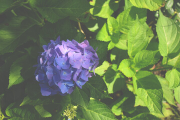 Image of single blue hortensia flower. Hydrangea plant grwoing in the garden.