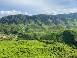 tea plantation