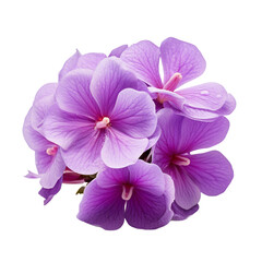 Fototapeta na wymiar African Violet flower isolated on transparent background