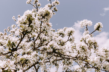Apple tree blossom at spring. - 723772365