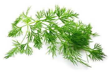 Dill plant, white isolated background