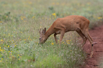 Capreolus capreolus - Roe deer - Chevreuil d'Europe