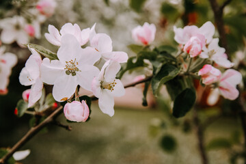 Apple tree blossom at spring. - 723773592