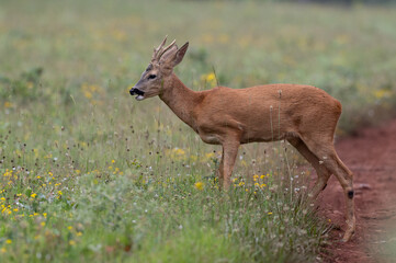 Capreolus capreolus - Roe deer - Chevreuil d'Europe