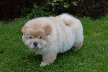 Chow Puppy