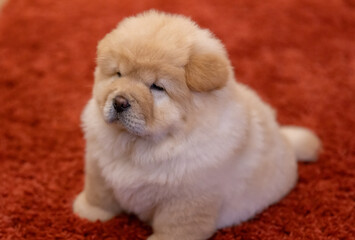Chow Puppy