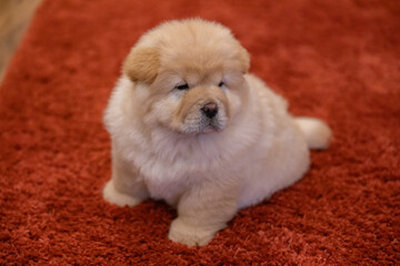 Chow Puppy