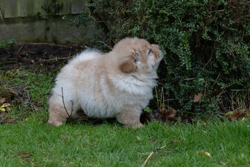 Chow Puppy