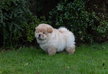 Chow Puppy