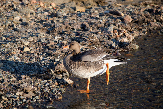 Greater white-fronted goose (Anser albifrons) wintering in the south of the Russian Far East