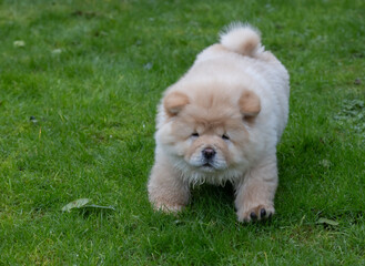 Chow Puppy