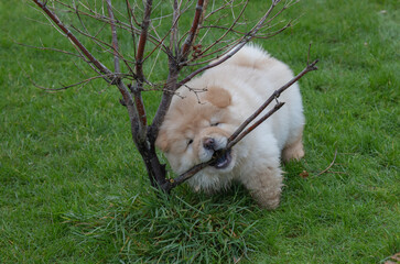 Chow Puppy